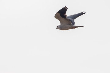 Black Shouldered Kite