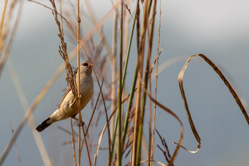 Munia