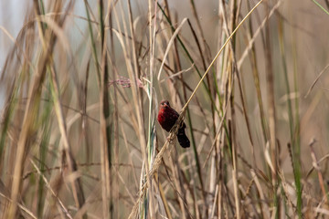 Munia