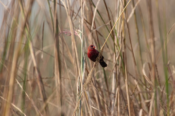Munia