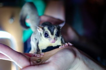 Gray sugar glider. Petaurus breviceps arboreal gliding possum. Exotic animals in the human...
