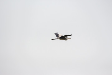 Heron in flight