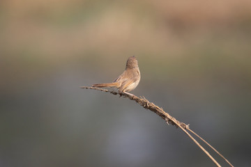 Birdies