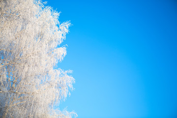 Birch tree covered with hoarfrost on blue sky background