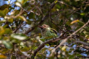 grey headed barbet