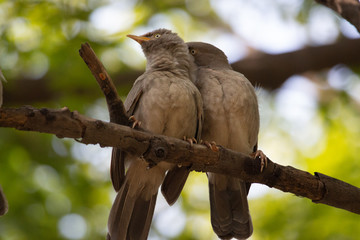 Jungle babblers 