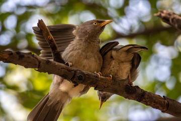 Jungle babblers 