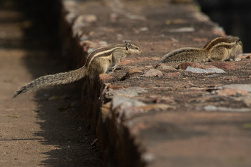 Indian Palm Squirrel