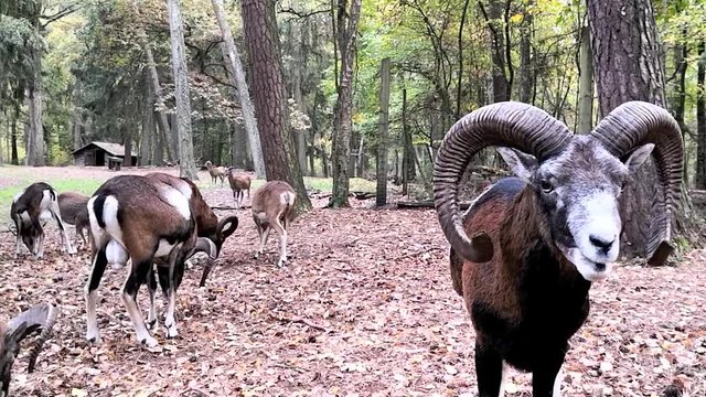 MMufflons im Tierpark werden von Spazierg&auml;ngern gef&uuml;ttert