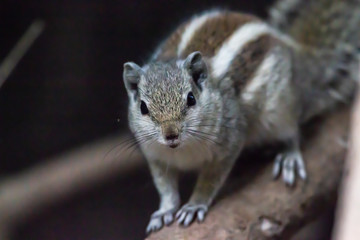 Obraz premium Indian Palm Squirrel