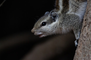 Indian Palm Squirrel