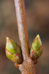 Lilac (Syringa vulgaris) lateral buds in spring