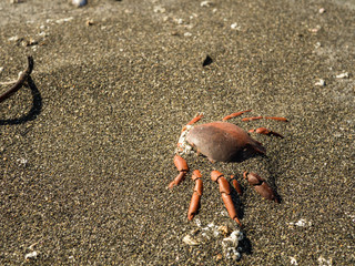 Dead Crab