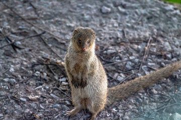 Curious Little Mongoose 