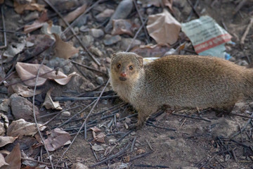 Curious Little Mongoose 