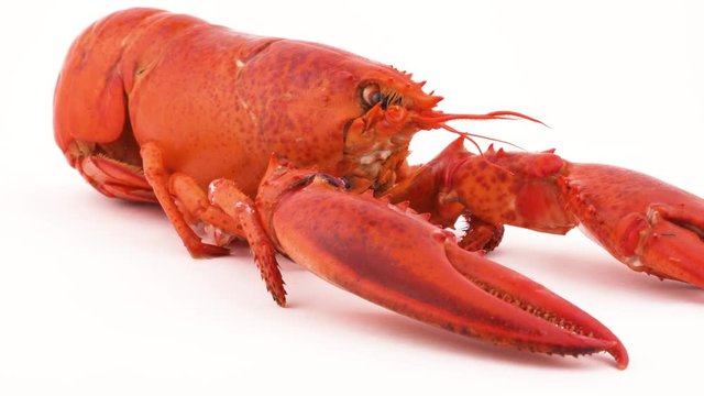 Red boiled lobster head and claws close-up. Rotating. Isolated on the white background.
