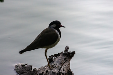 Lapwing