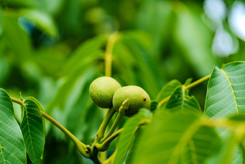 Two green immature walnuts on the tree among green leaves. Green fruits on a branch of walnut tree in summer. Close-up