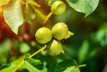Fototapeta premium Three green packed immature walnuts hanging on a tree in summer on the leaves background. Green walnut branch with unripen fruits. Macro shot