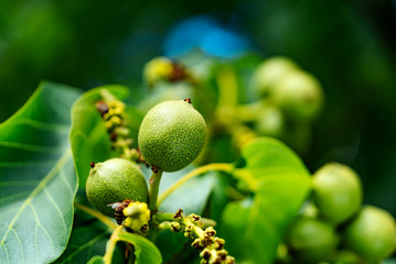Young walnuts on the tree on natural background. Green walnuts ripening on a walnut tree in summer. Macro shot.