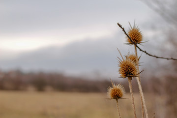 Dry plants in the nature, winter without snow