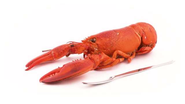 Red boiled lobster head and claws close-up. Metal lobster cracker and fork on the side. Quickly rotating. Isolated on the white background.