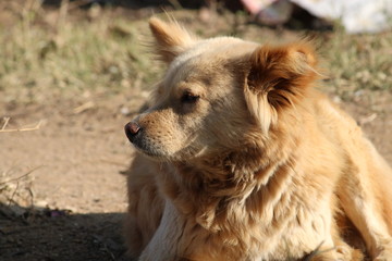 A street dog looking something