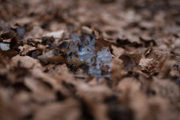 ice with leaf