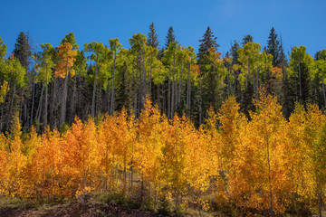 Fall Colors in the Dixie National Forest