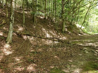 Parco delle foreste casentinesi