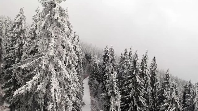 Flug durch B&auml;ume