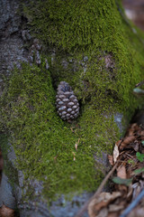 green moss on a tree