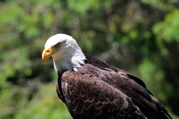 Close up on the head of a bald eagle looking for a prey