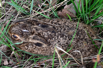 Kleiner Feldhase zur Osterzeit in einer Grasmulde