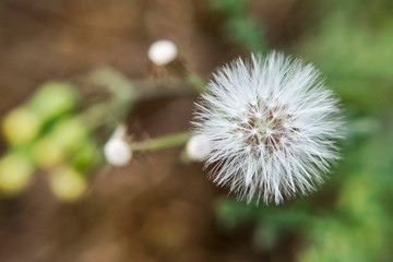 The fruit of the common groundsel close-up on the background of inflorescences