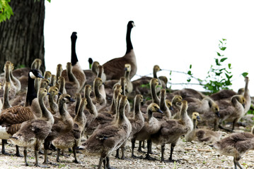 Mother and baby Canadian geese walking towards the water for a swim 