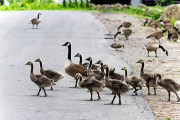 Adult and baby Canadian Geese crossing the road in the middle of the day