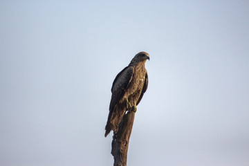 Black Kites