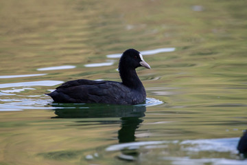 Drifting coot