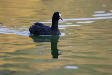 Drifting coot