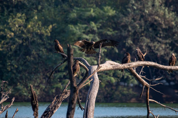 Black Kites