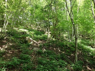 Parco delle foreste casentinesi