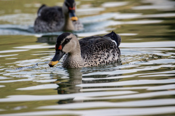 Indian Spot Billed Ducks