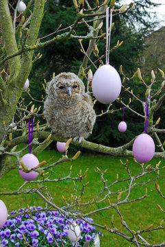 Waldkauz Strix alaco im Osterbaum