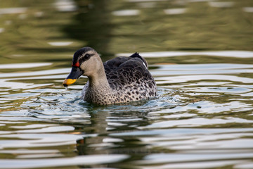 Indian Spot Billed Ducks