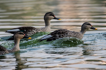 Indian Spot Billed Ducks