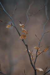 branch of a tree