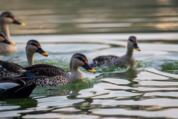 Indian Spot Billed Ducks
