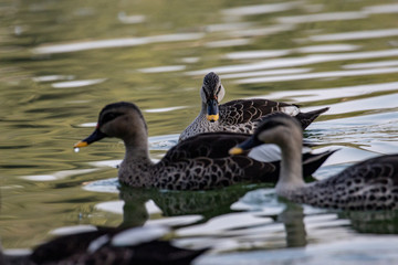 Indian Spot Billed Ducks