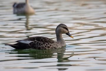 Indian Spot Billed Ducks